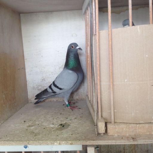 roye 0606 resize.jpg