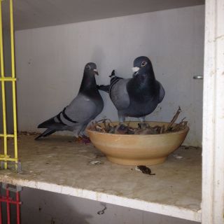 Auby lez Douai  op 11 april resize.jpg