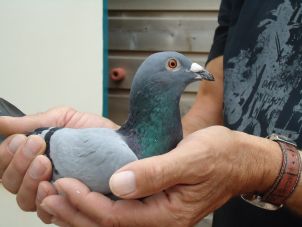 Auby natour Peter Bor 080815 (2) resize.jpg