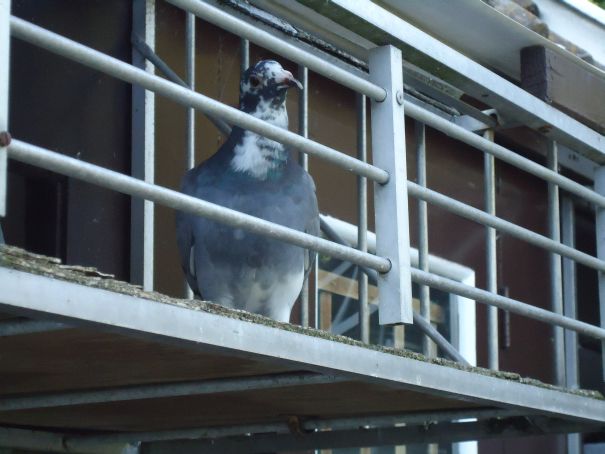 Bram en Tom 27 juni 2015 (1) resize.jpg