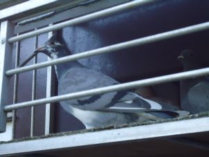 Bram en Tom 27 juni 2015 (2) resize.jpg