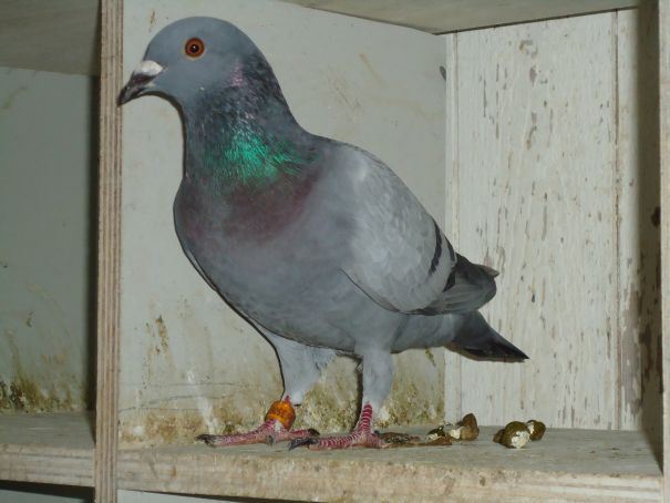 Gijs Auby jong 110715 resize.jpg