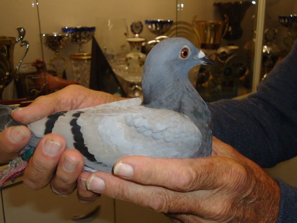 Koen Peronne natour 160815 resize.jpg