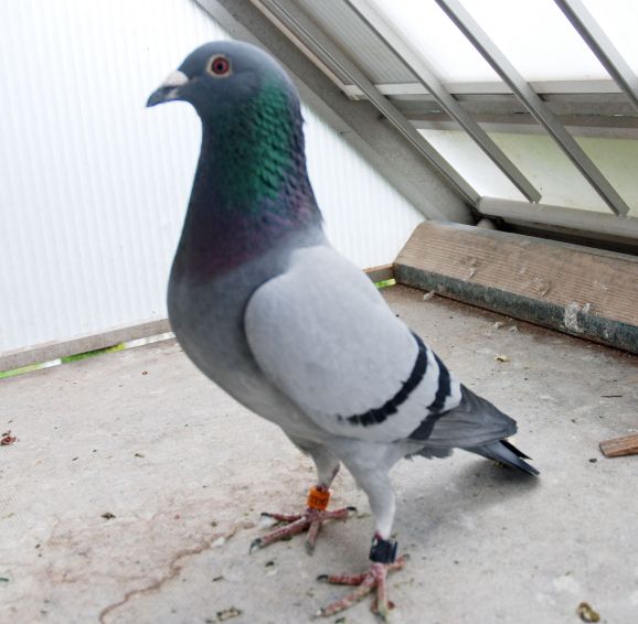 Peronne 1804 Jonge Turbo resize.jpg