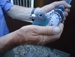 Tijdrace versie 2015 (2) resize.jpg