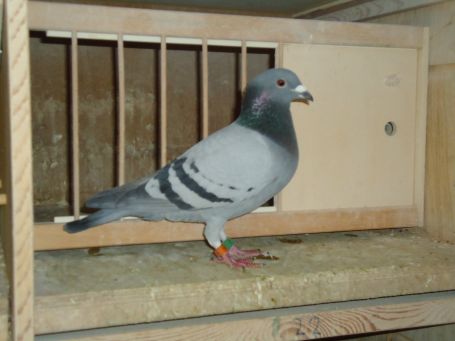 peronne 2405 (4) resize.jpg