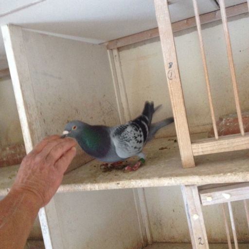 pont 2006 (1) resize.jpg