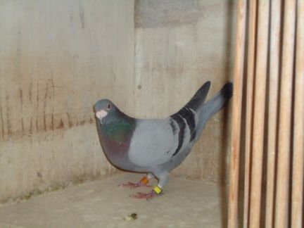 reportage ko la sout 2015 (3) resize.jpg